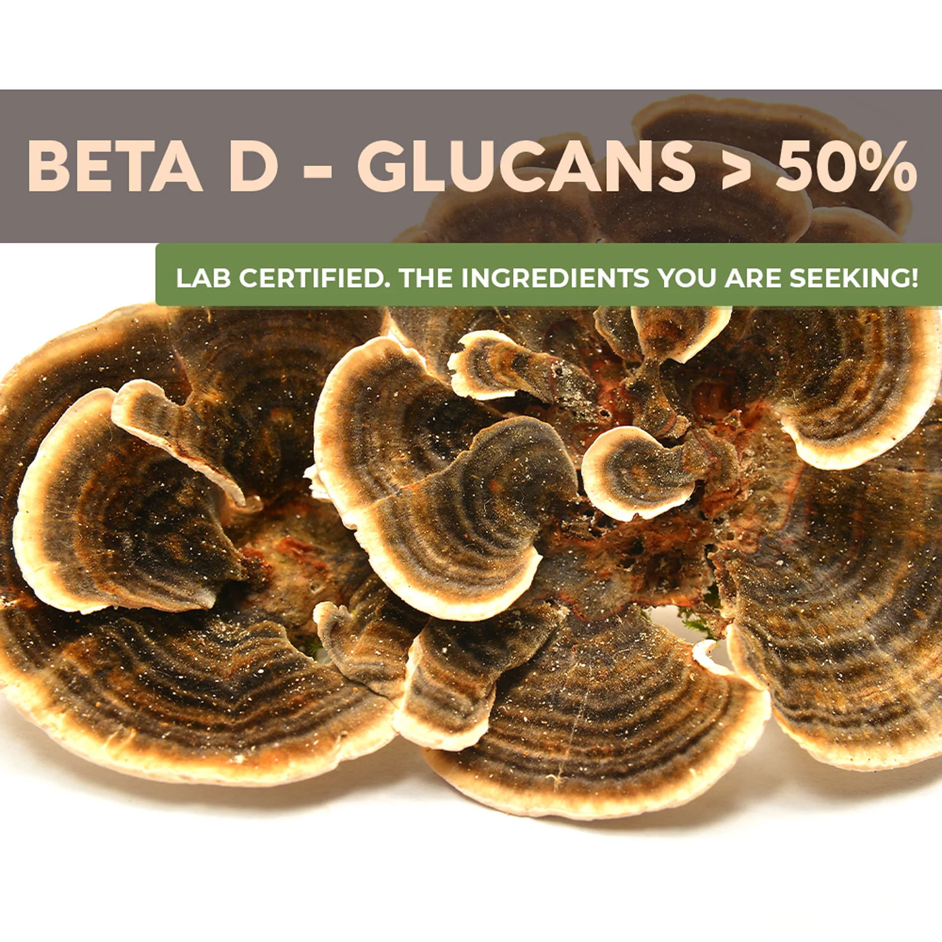 Longevity Botanicals Organic Turkey Tail Mushroom Supplement Powder (3.5 oz/100 Grams), Turkey tails