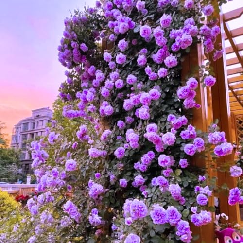 6 Months Old Climbing Rose Live Plant, Well Rooted 5-9