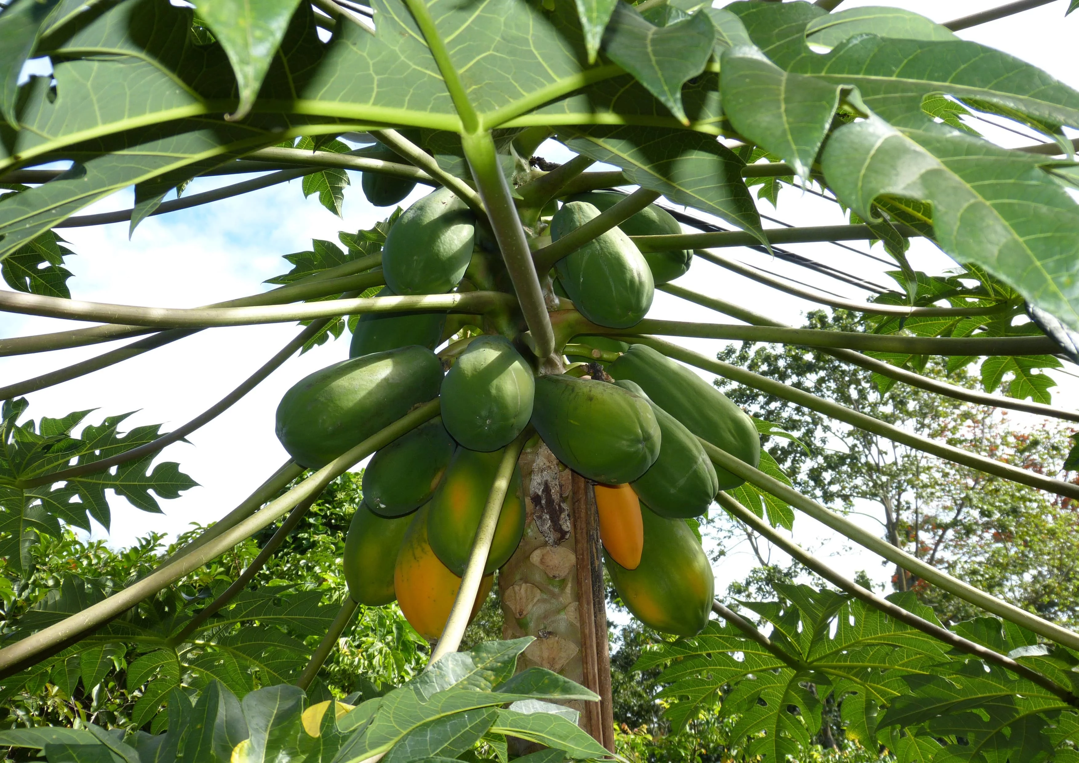 Papaya Powder, 5 Pounds — Raw, Kosher, Vegan — by Food to Live