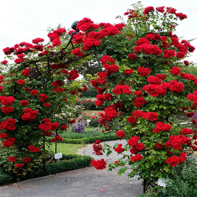 Red Don Juan Rose Bush Live Starter Plant, Fragrant Red Climbing Donjuan Rose for Planting Outdoor, No Pot, 1 Year Old Rose Plant, Well-Rooted Rose Plants Live Ready to Plant
