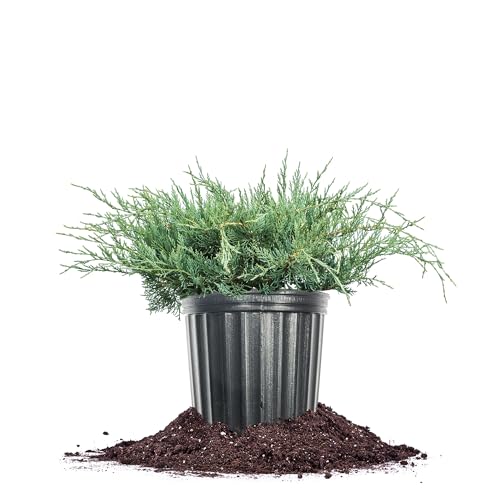 Perfect Plants Grey Owl Juniper 3 Gallon | Evergreen Low Spreading Groundcover Shrub