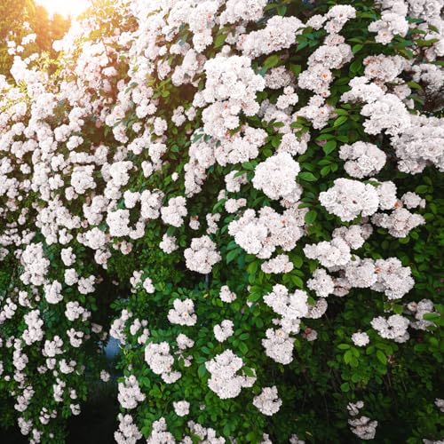 Climbing Roses Live Plants, Fragrant Climber Rose for Garden, 4 to 10 Inches Tall, Hybrid Tea Roses Bushes, Establish Root, Cut Back (Light Pink Rose)