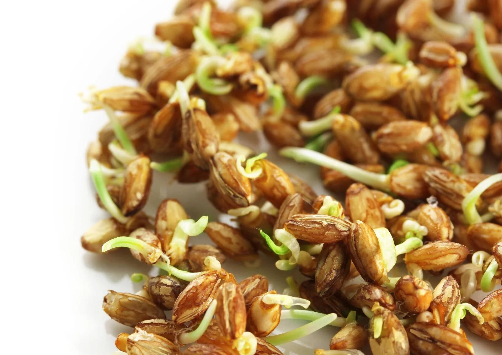 Wheat Berries, 20 Pounds — Kosher, Sproutable, Raw, Vegan — by Food to Live