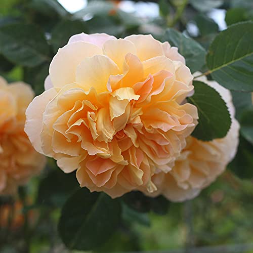 Heirloom Roses Rose Plant - The Impressionist™ Multi Rose Bush, Climbing Roses Live Plant for Planting Outdoors