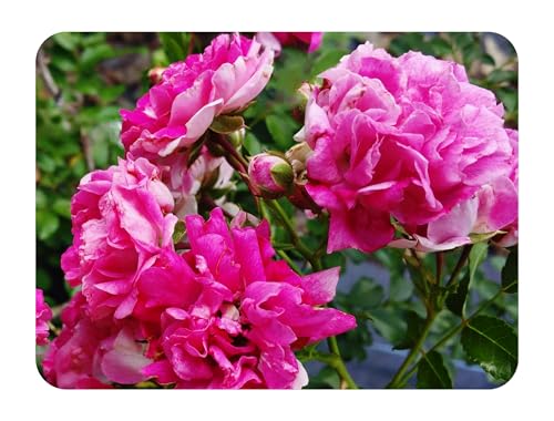 Seven Sisters Old Garden Antique Heirloom Climbing Rambler Rose Bush Live Plant Double Pink Starter Size 4 Inch Pot Emeralds TM