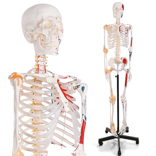 breesky Human Skeleton Model for Anatomy- Life Size Medical Human Skeleton Model with Nervous System 70.8 in with Rolling Stand for Medical Study and Display 3 Posters