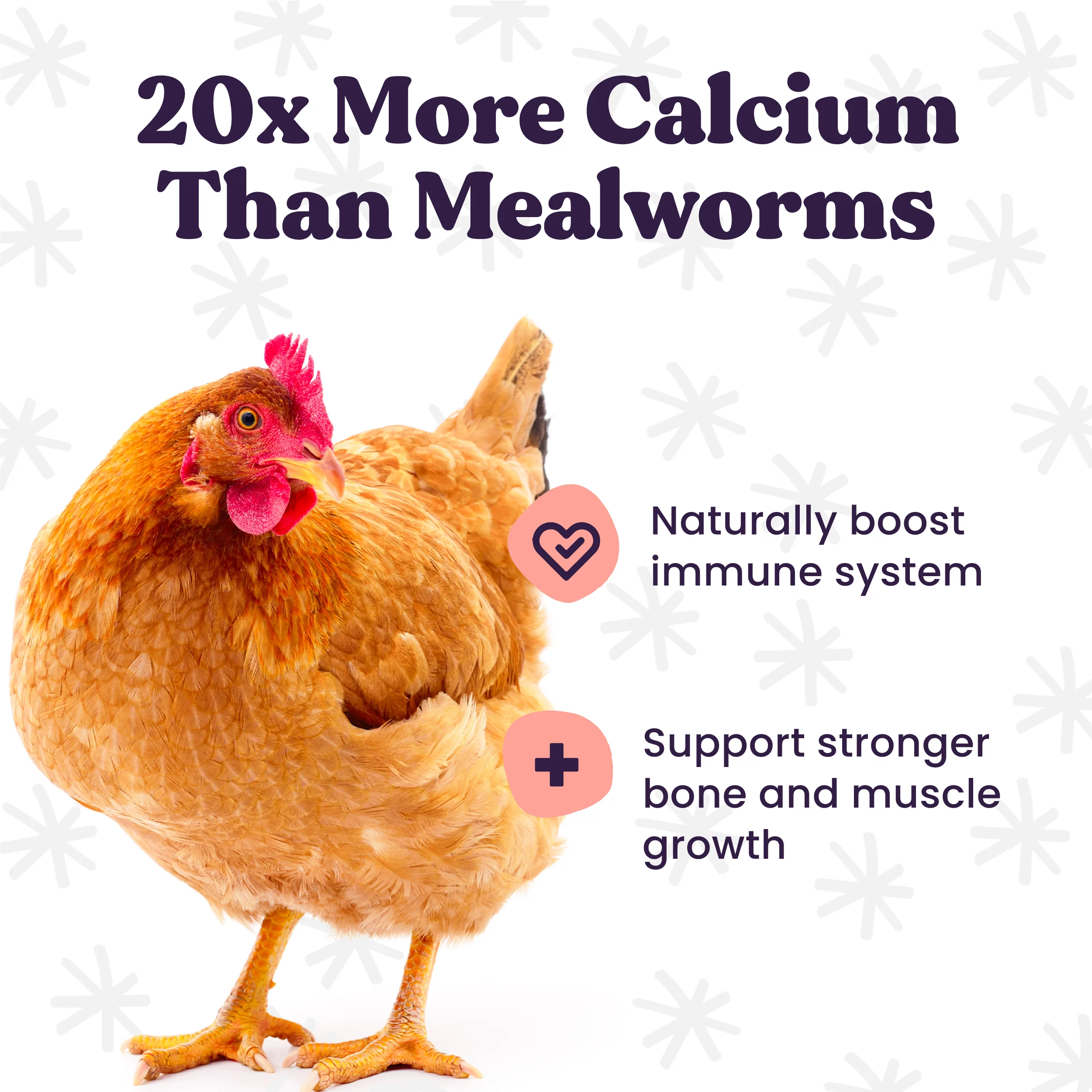 Herb Garden Chicken Treat - Black Soldier Fly Larvae with Herbs, Flowers & Seeds 2 Lbs.