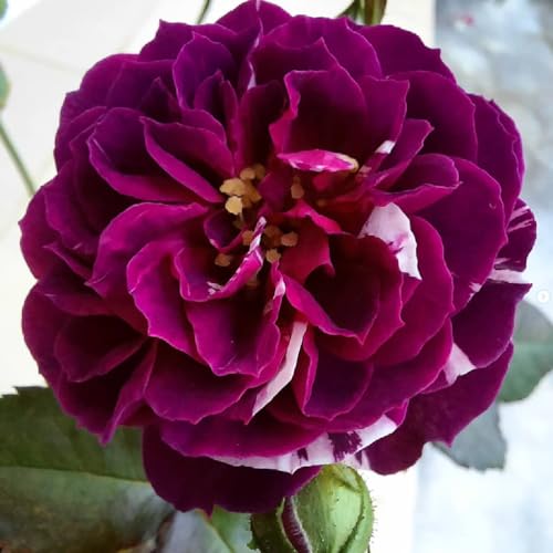 6 Months Old Climbing Rose Live Plant, Well Rooted 5-9