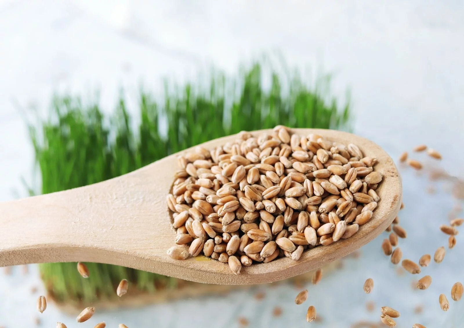Wheat Berries, 20 Pounds — Kosher, Sproutable, Raw, Vegan — by Food to Live