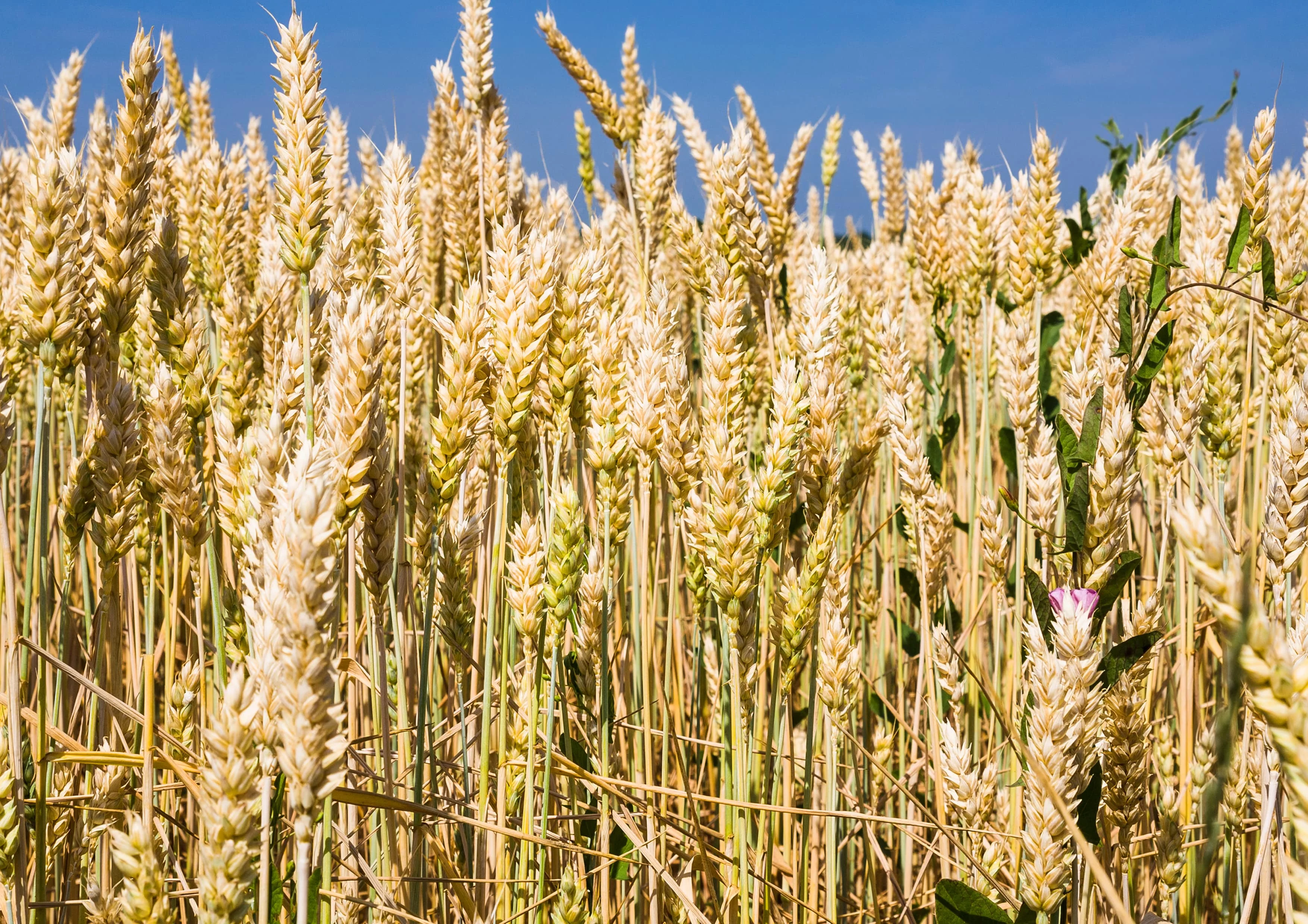 Spelt Berries, 10 Pounds – Rich in Fiber, Protein, and Iron. Made in USA