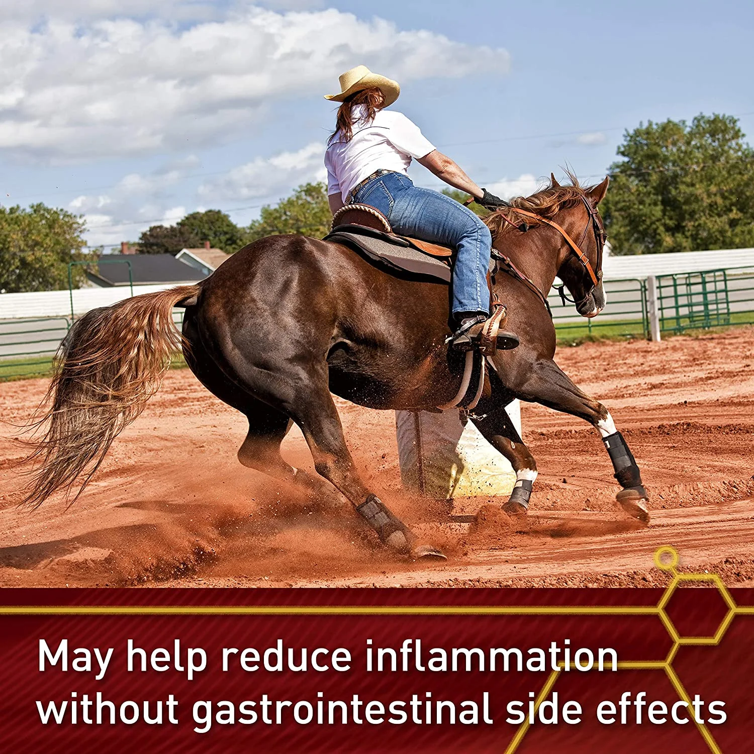 Vita Flex Equinyl Combo Joint Supplement 60 Day Supply (Pack of 1)