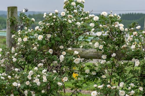 Cloud 10™ White Climbing Rose - Live Plant - (1 QT)
