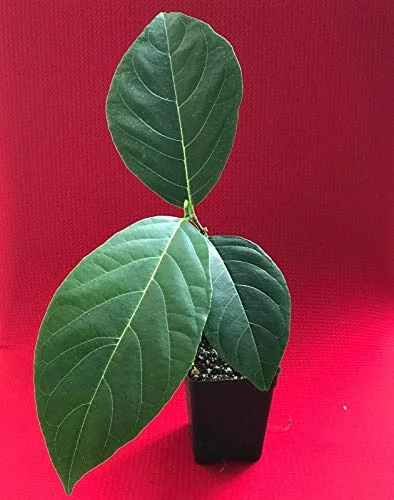Jackfruit Artocarpus Heterophyllus Jack Fruit Seedling Plant Tree 8-13