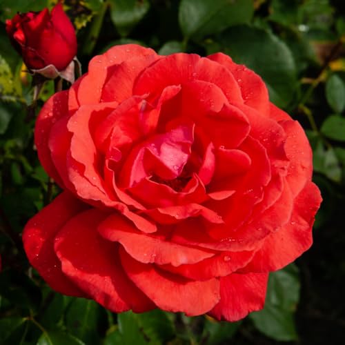 Red Don Juan Climbing Rose Live Plant, Fragrant Climber Rose for Garden, Hybrid Tea Roses Bushes, Establish Root, Cut Back