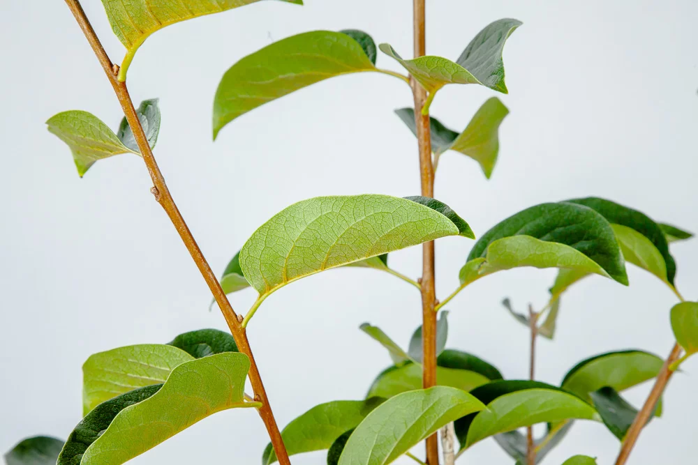 4-5ft Fuyu Persimmon - Edible Fruit - Heat Tolerant