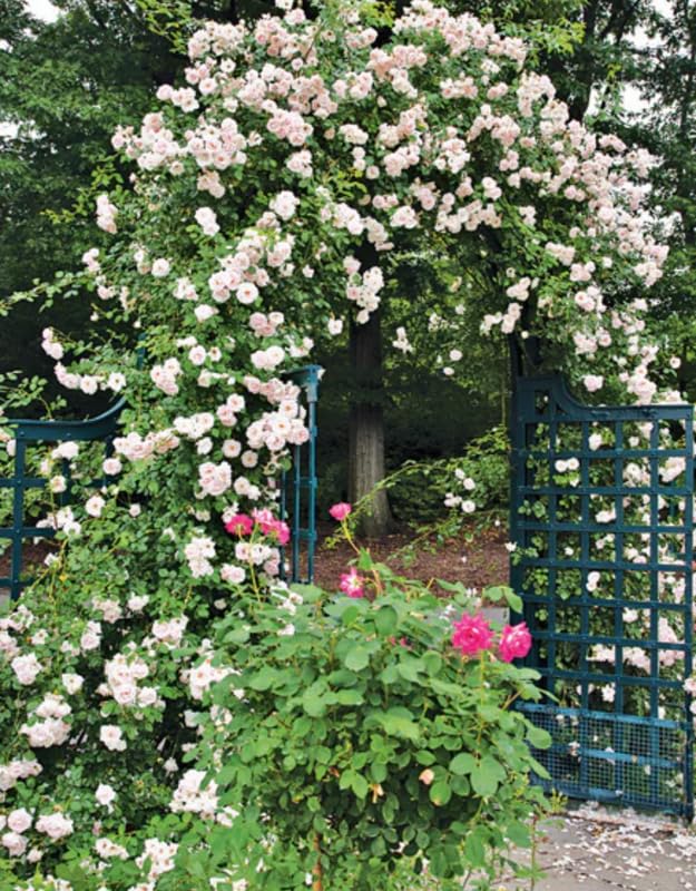 Climbing Rose Live Plant Well Rooted, No Leaf, Ready to Plant Indoor Outdoor, Climber Rose Bush, Hybrid Tea Rose Like, Very Fragrant, Long Bloomer (Don Juan)