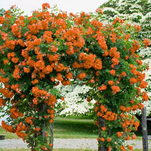 Climbing Roses Live Plants, Rose Bushes Ready to Planting, No Pot, Cut Back, Well Rooted, 6-8 Months Old (Orange)