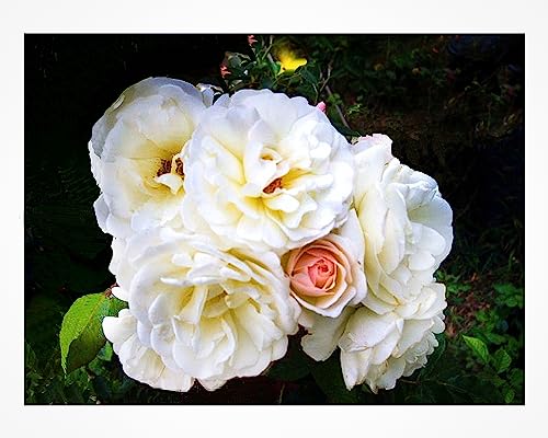 Prom Queen Old Garden Antique Own Root Climbing Rose Double White Repeat Bloomer Starter Size Emerald TM