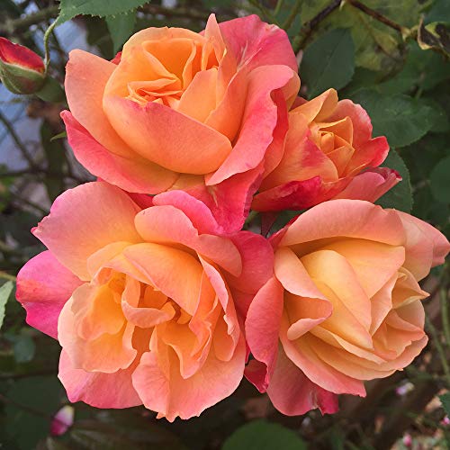 Heirloom Roses Rose Plant - Joseph's Coat Multi Rose Bush, Climbing Roses Live Plant for Planting Outdoors