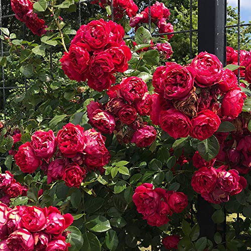 Heirloom Roses Climbing Rose Plant - Kolorscape® Florentina Red Rose Bush, Climber Roses Live Plant for Planting Outdoors