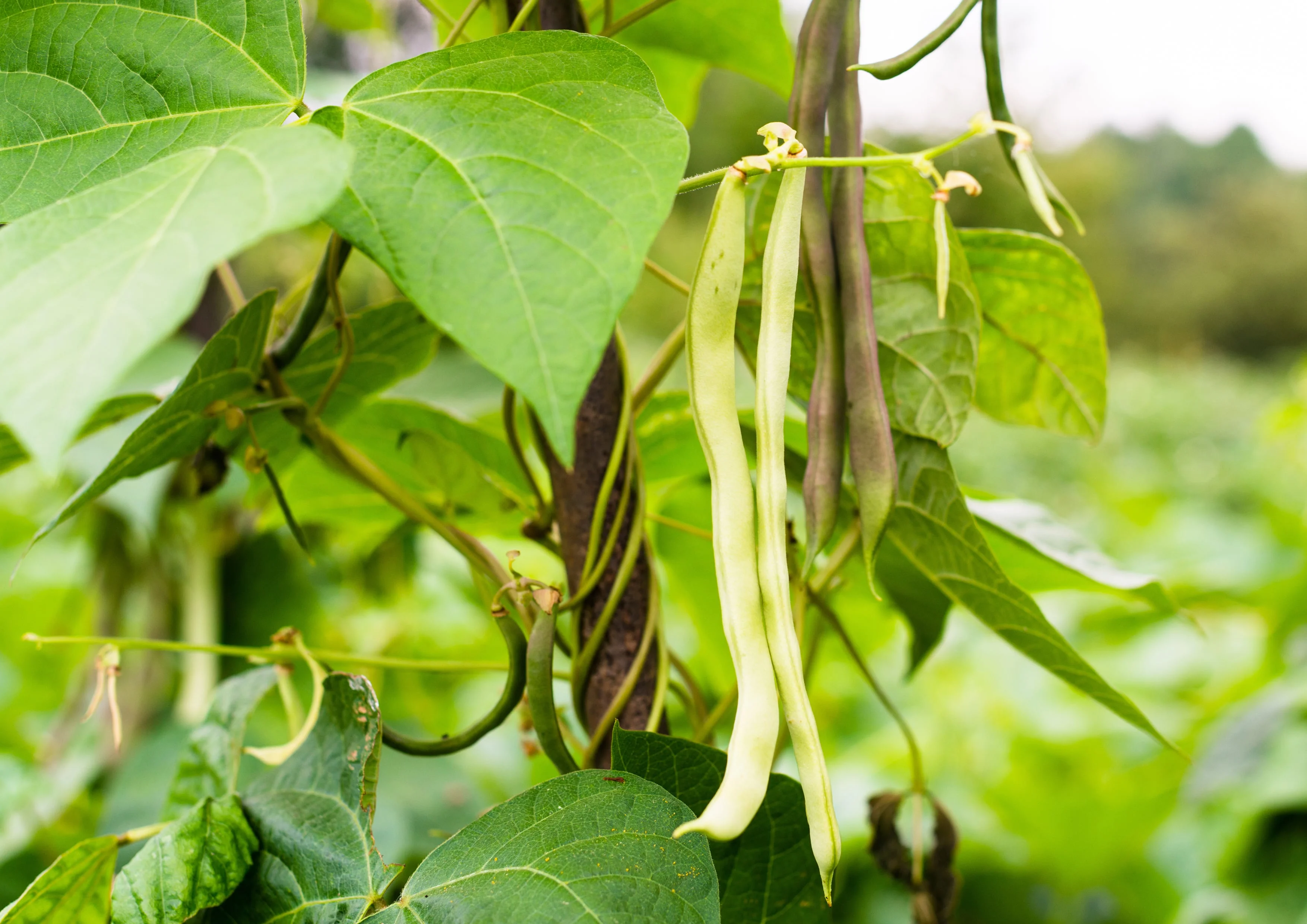 Navy Beans, 6 Pounds — Kosher, Raw, Vegan, Sproutable — by Food to Live