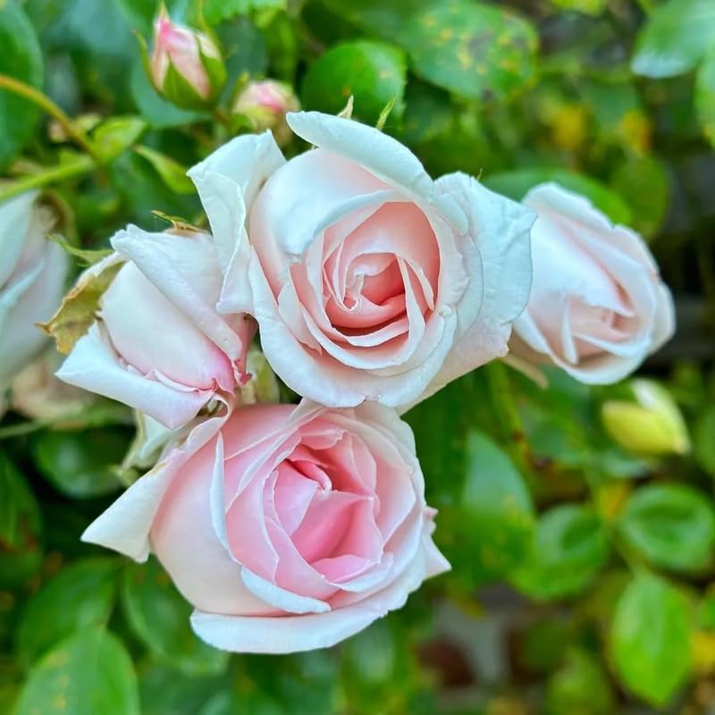Pink Rose Climbing Live Starter Plant, Fragrant Pink Climbing Rose for Planting Outdoor, No Pot, 1 Year Old Rose Plant, Well-Rooted Rose Plants Live Ready to Plant