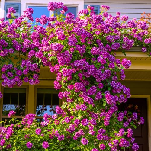 6 Months Old Climbing Rose Live Plant, Well Rooted 5-9