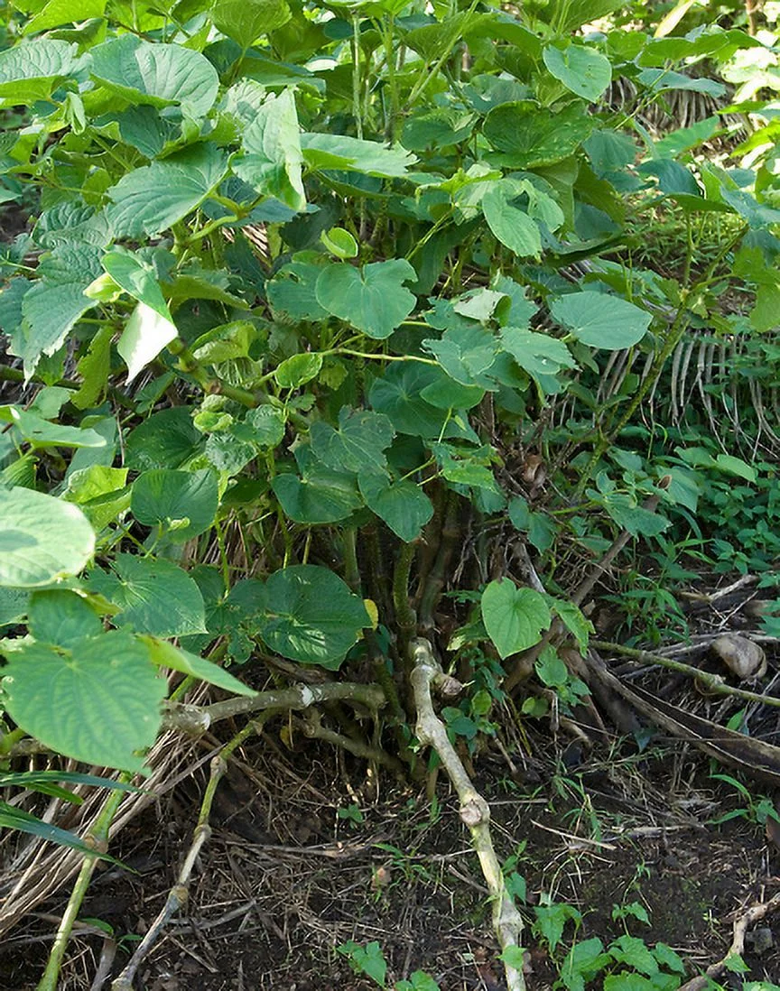Kava Kava Root - Piperaceae