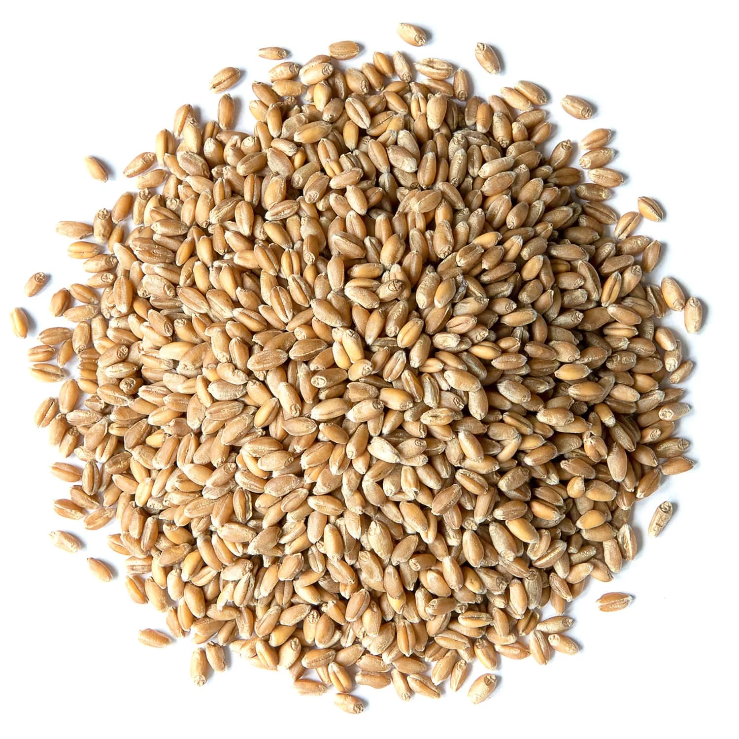 Wheat Berries, 20 Pounds — Kosher, Sproutable, Raw, Vegan — by Food to Live