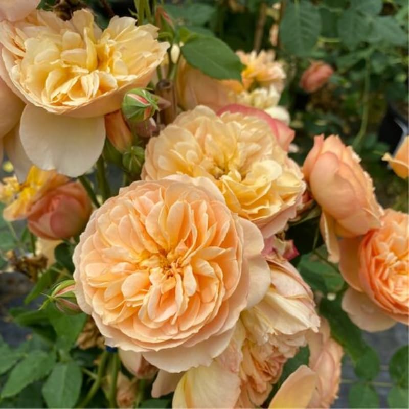 Honey Apricot Orange Flowers Rose Bush Plant Live Shrub, Climbing Rose Fragrant Rose Bushes Plant Live, Roses for Planting, Starter Size, 4 to 10 Inc Tall