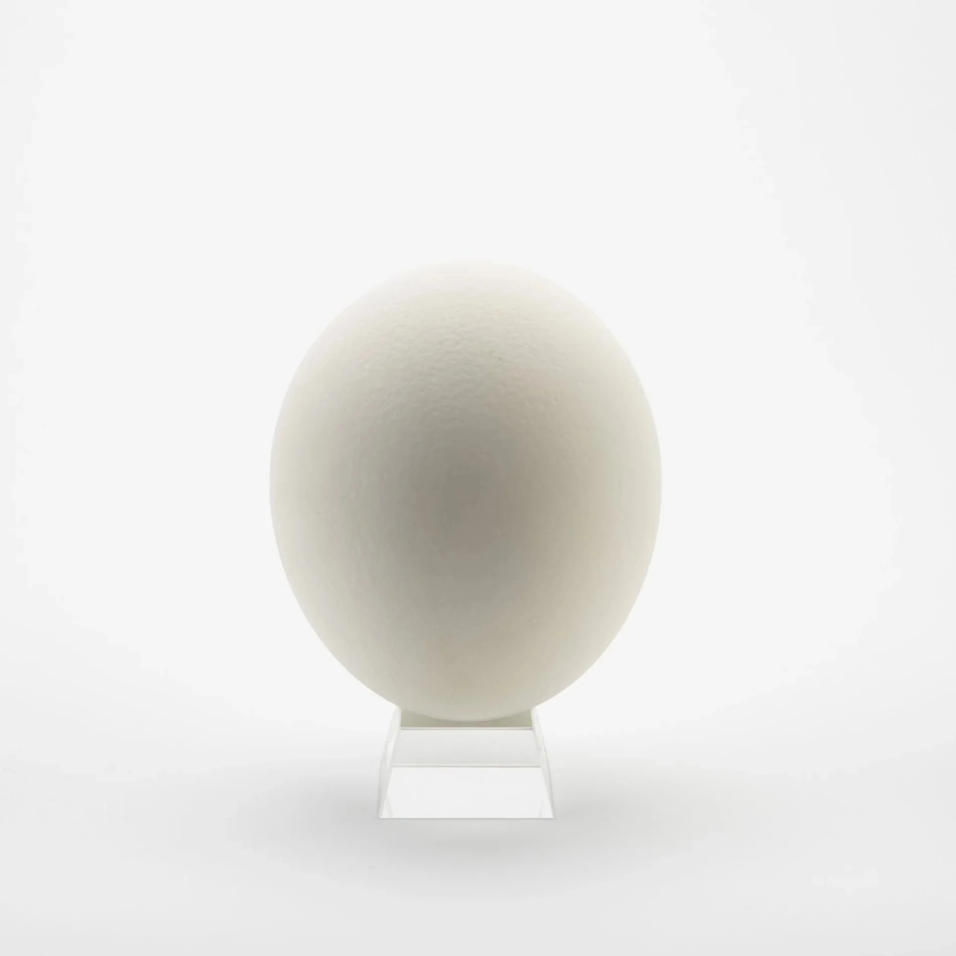 Ostrich Eggshells [Natural Sheen]