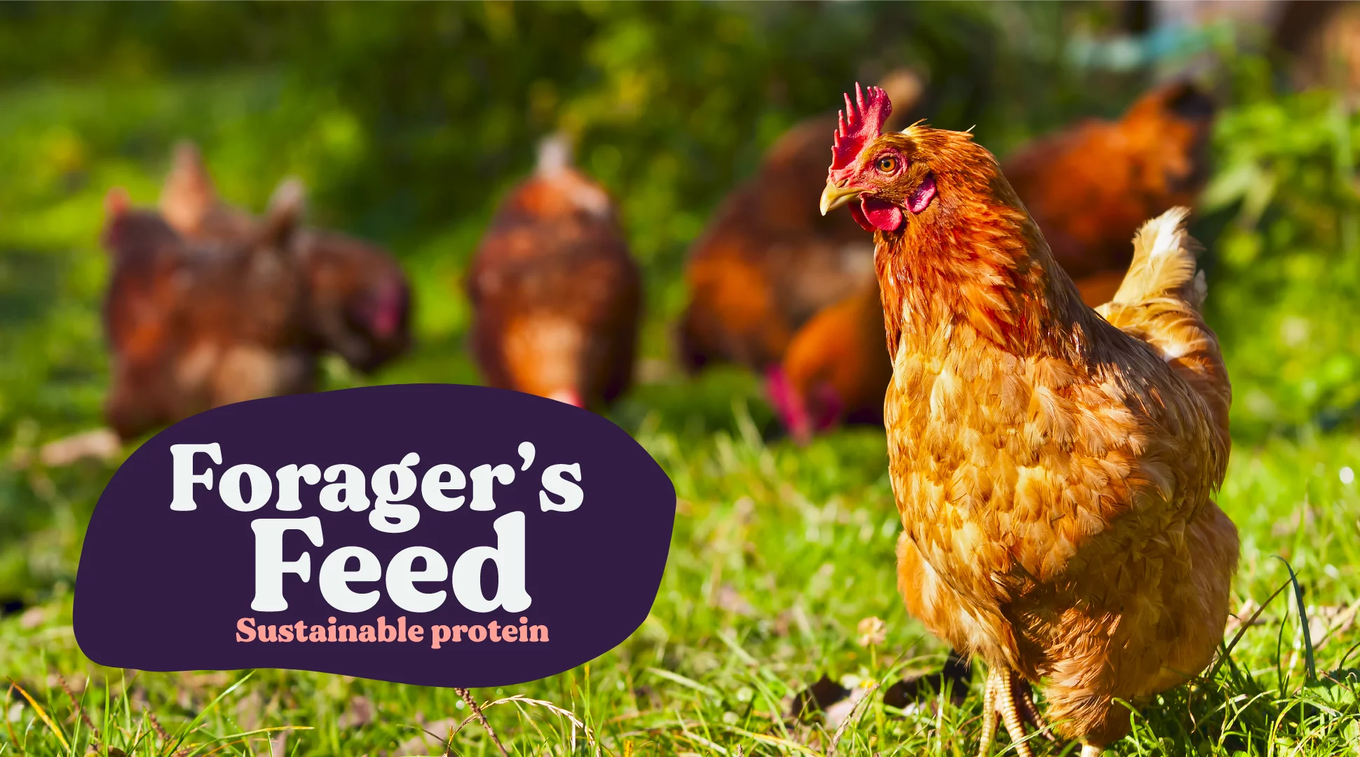 Herb Garden Chicken Treat - Black Soldier Fly Larvae with Herbs, Flowers & Seeds 2 Lbs.