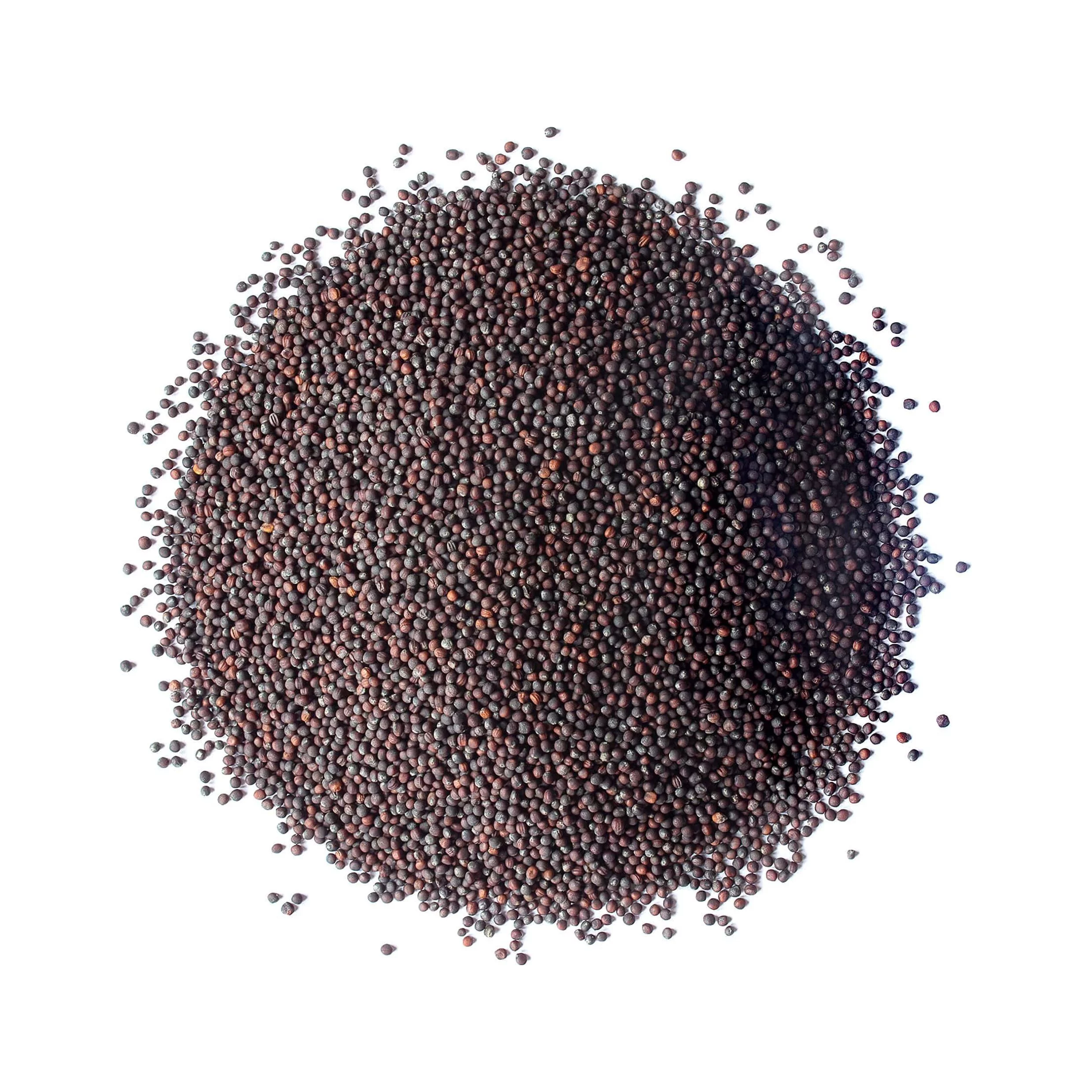 Broccoli Sprouting Seeds, 10 Pounds — Kosher, Sproutable, Raw, Vegan — by Food to Live