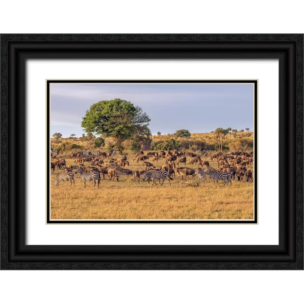 Jaynes Gallery 18x13 Black Ornate Wood Framed with Double Matting Museum Art Print Titled - Africa-Tanzania-Serengeti National Park Zebras and wildebeests on plain