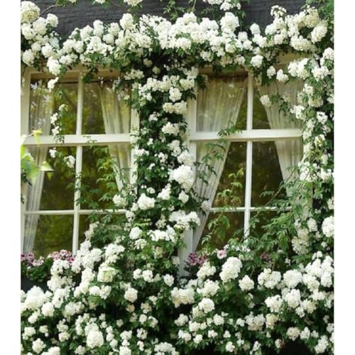 White Climbing Rose Bushes Shrubs Live Plant, Pink Rose for Planting, Starter Size, 4 to 10 Inc Tall
