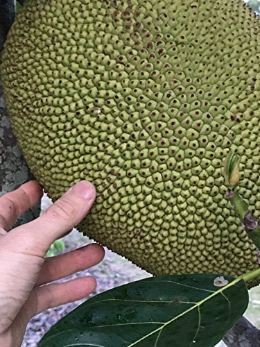 Jackfruit Artocarpus Heterophyllus Jack Fruit Seedling Plant Tree 8-13