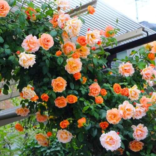 Honey Apricot Orange Flowers Rose Bush Plant Live Shrub, Climbing Rose Fragrant Rose Bushes Plant Live, Roses for Planting, Starter Size, 4 to 10 Inc Tall