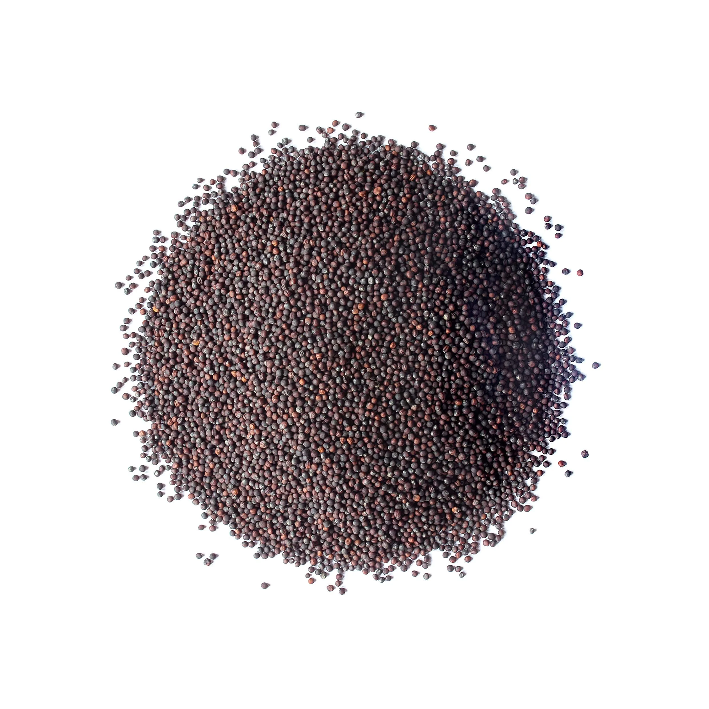 Food to Live, Broccoli Sprouting Seeds, 5 Pounds, Kosher, Sproutable