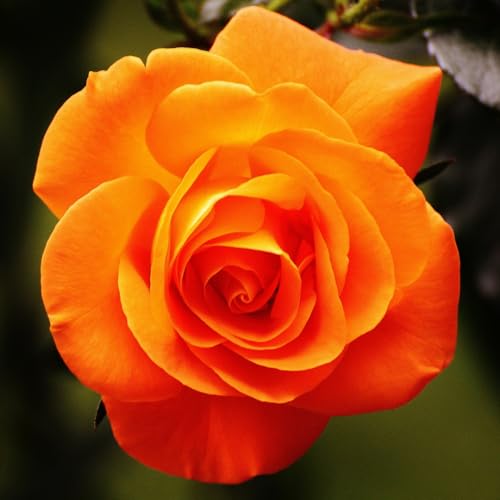 Climbing Roses Live Plants, Rose Bushes Ready to Planting, No Pot, Cut Back, Well Rooted, 6-8 Months Old (Orange)