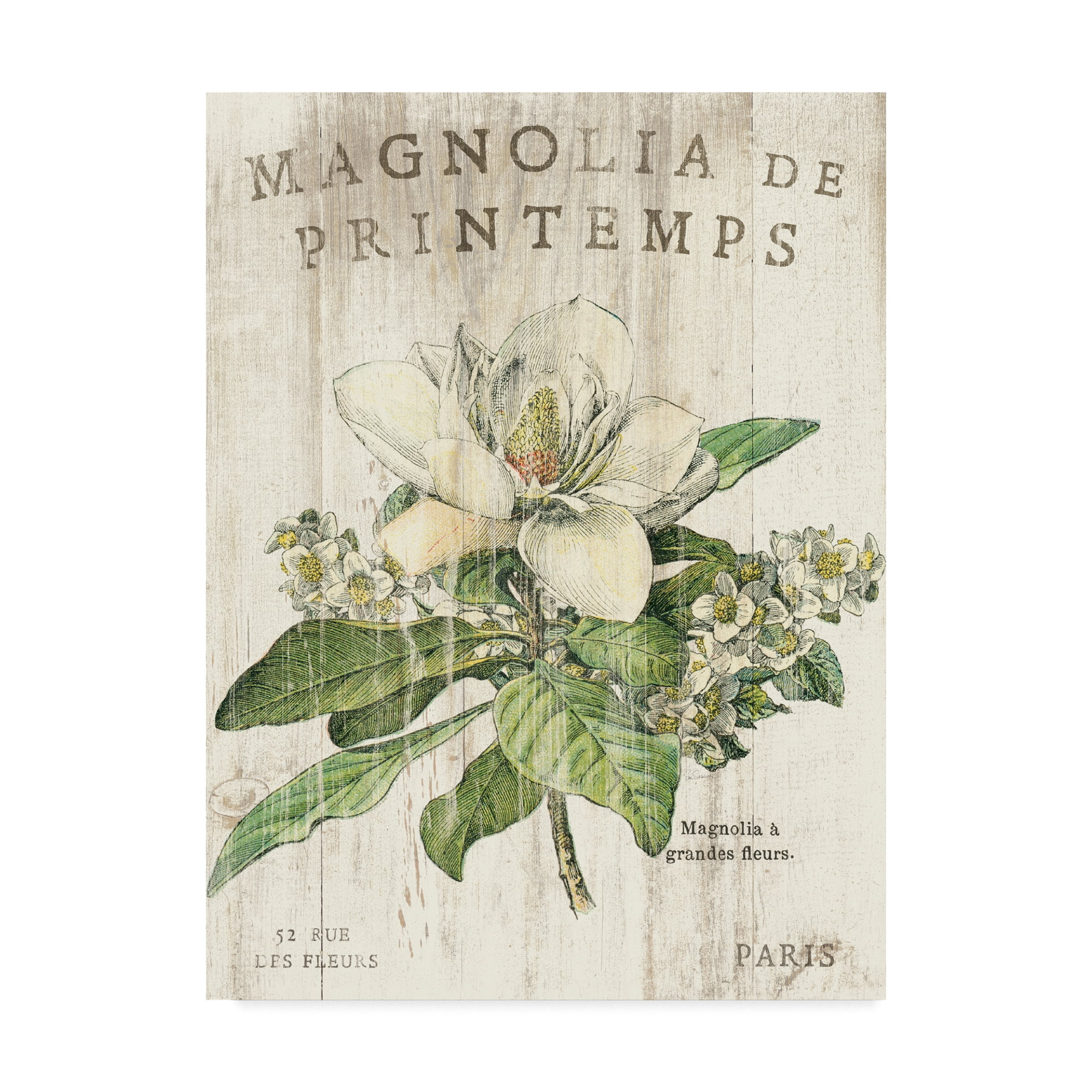 Trademark Fine Art 'Magnolia de Printemps' Canvas Art by Sue Schlabach