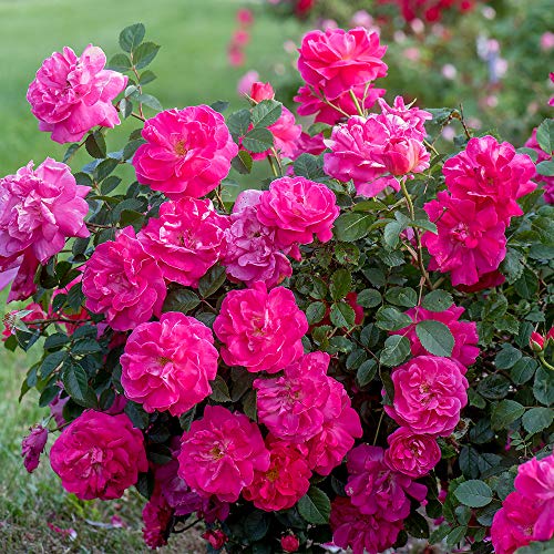 Heirloom Roses Rose Plant - Highwire Flyer™ Pink Rose Bush, Climbing Roses Live Plant for Planting Outdoors