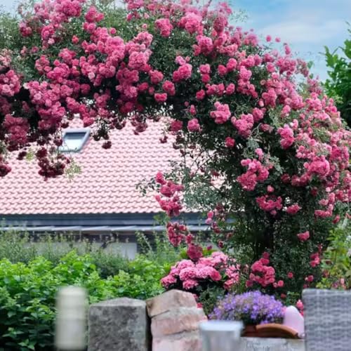 Climber Rose Plant Live - Climbing Rose - Come Bare Root with Soil, No Leaves, 5 to 7 Inches (Pink New Dawn)
