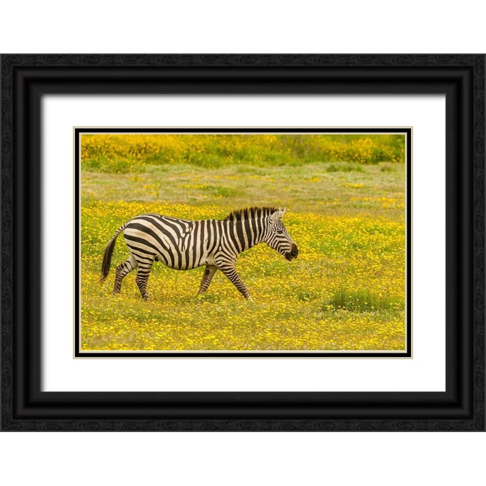 Jaynes Gallery 24x17 Black Ornate Wood Framed with Double Matting Museum Art Print Titled - Africa-Tanzania-Ngorongoro Crater Zebra walking in flower field