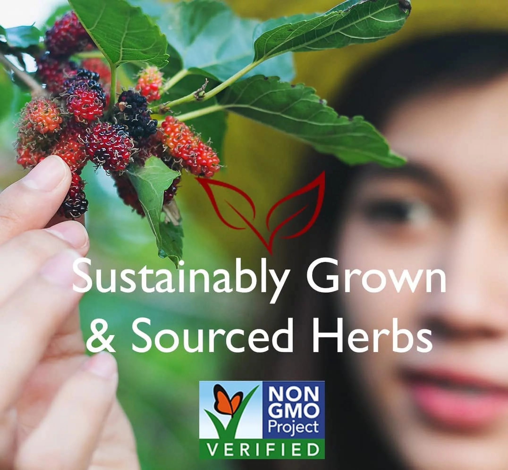 Bravo Tea Kidney Strong Herbal Tea Caffeine Free, 20 Tea Bags, 6 Count