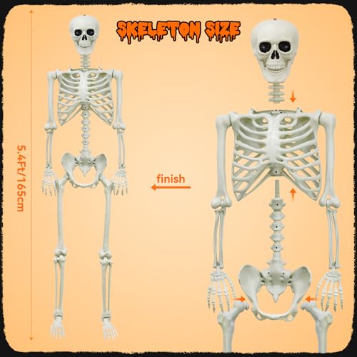 5.4Ft Life-Size Halloween Skeleton Decor - Full Body Realistic Human Bones with Posable Joints, Durable Outdoor/Indoor Poseable Skeleton Prop for Haunted House, Yard, Party Decoration (white, 5.4FT)