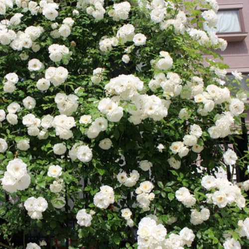 Starter Climbing Roses Live Plants, Rose Bushes Ready to Planting, No Pot, Cut Back, Well Rooted, 6-8 Months Old (Fourth of July)