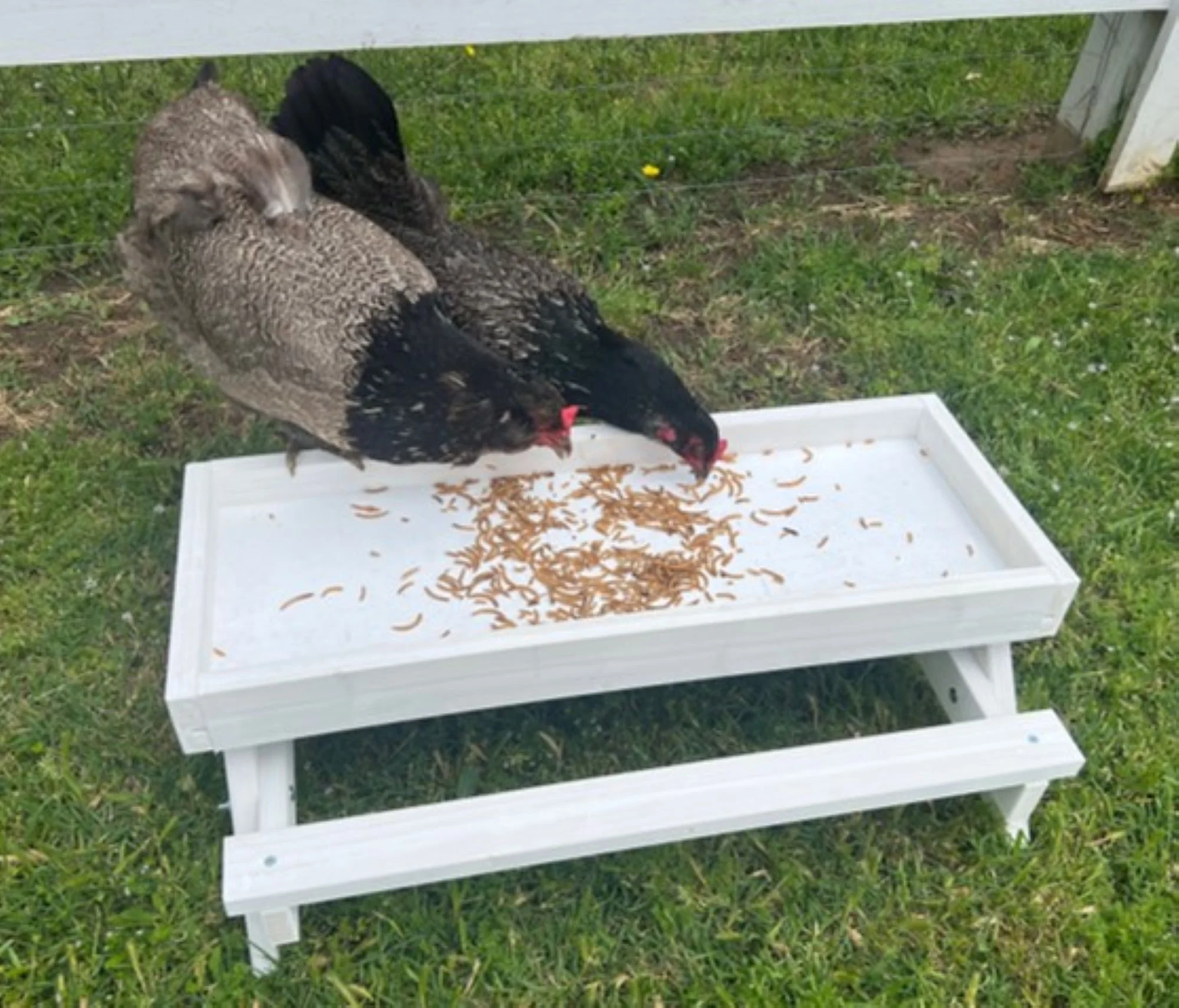 Zylina ZMW-007 Healthy Grubs, 5 Lb. Bag - Quantity 1