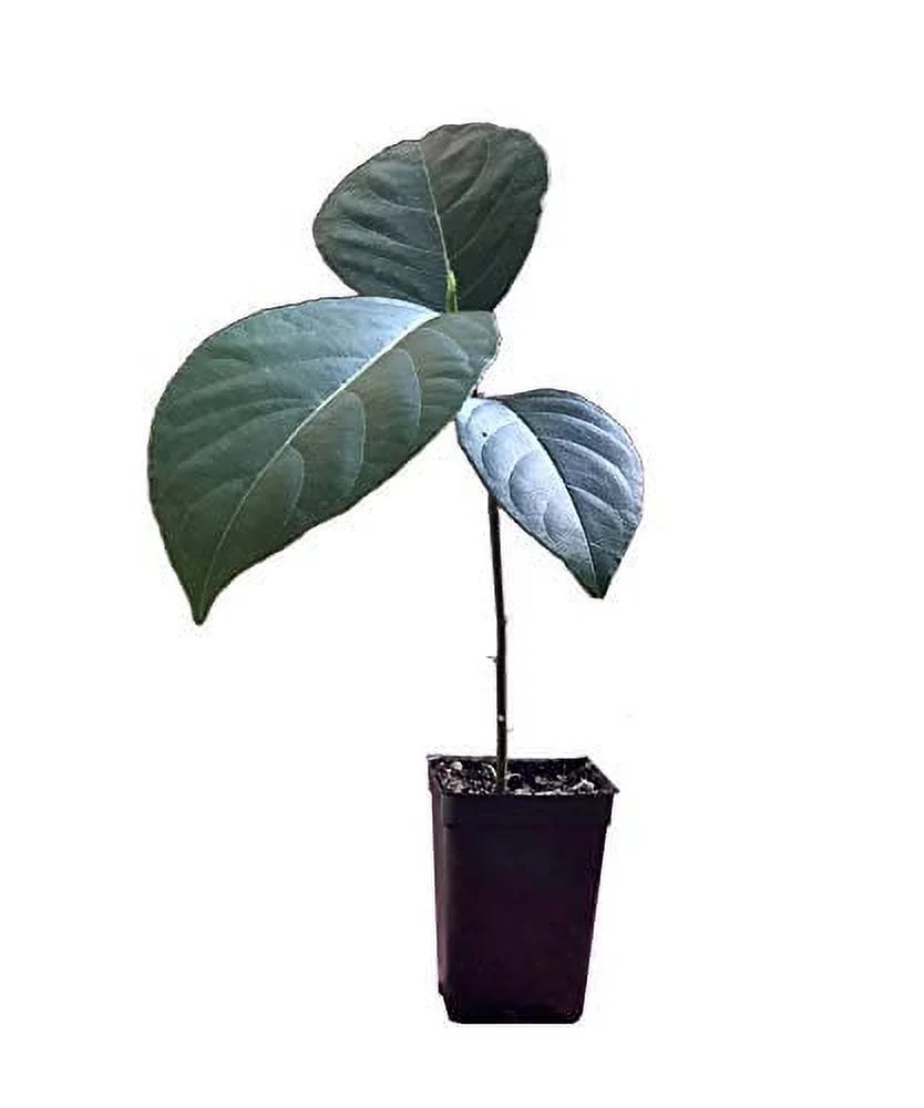 Jackfruit Artocarpus Heterophyllus Jack Fruit Seedling Plant Tree 8-13