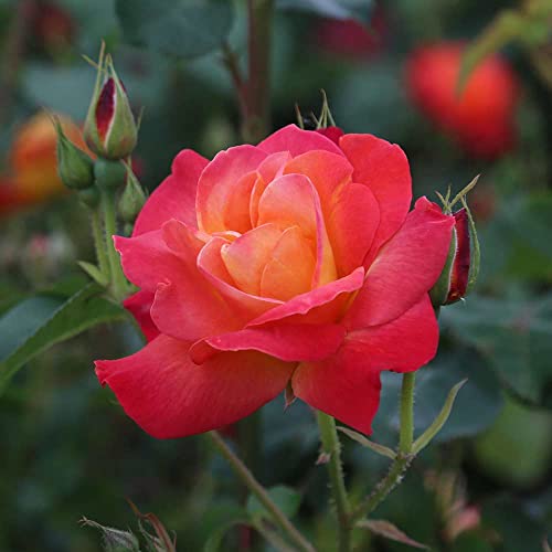 Heirloom Roses Climbing Rose Plant - Piñata Climber Rose Bush, Orange and Yellow Rose, Live Plant for Planting Outdoors