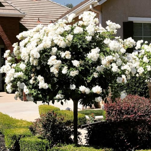 Climbing Roses Live Plants, Fragrant Climber Rose for Garden, 4 to 10 Inches Tall, Hybrid Tea Roses Bushes, Establish Root, Cut Back (Light Pink Rose)